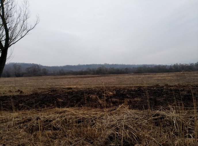 На Закарпатті згоріла Долина нарцисів – 06