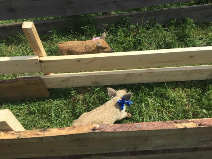 В області пройшли свинячі перегони – 04 В області пройшли свинячі перегони – 04