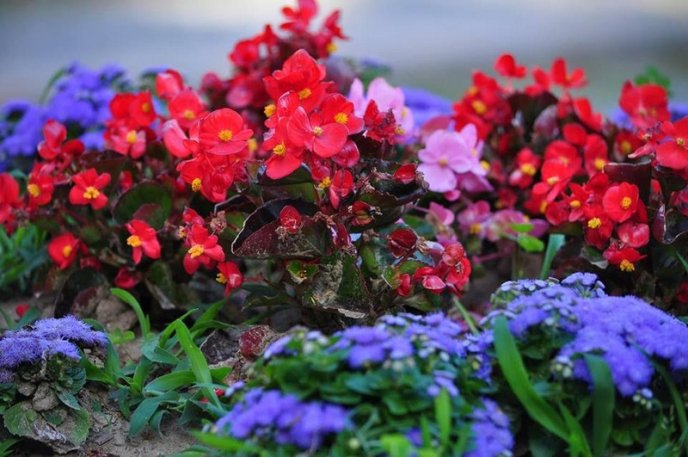 Ужгород буяє квітковим різнобарв’ям – 03