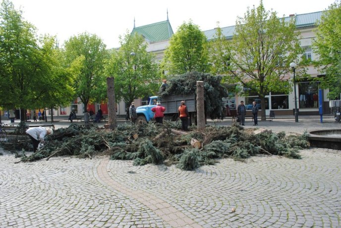 Комунальники зрізають останні ялинки у центрі Мукачева (ФОТО) – 03