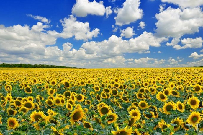 На Мукачівщині розквітло поле соняшників – 03