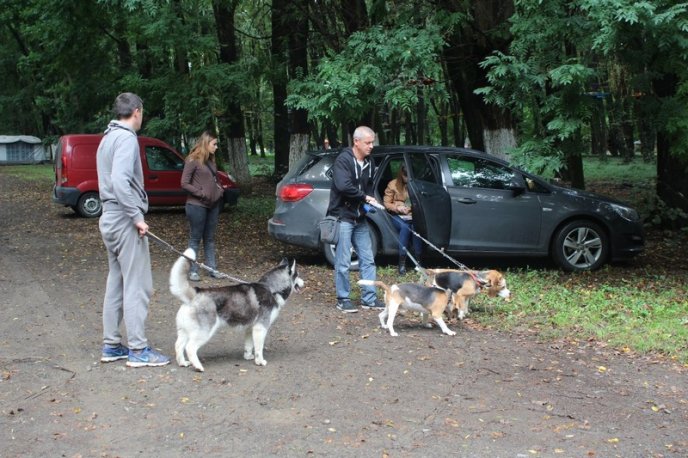 В Ужгород привезли понад 150 собак із різних областей України – 22