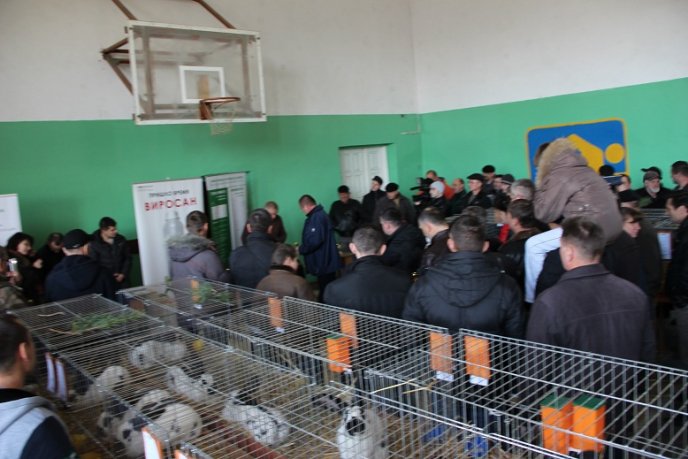 Найкрасивіших кролів показали ужгородцям (ФОТО) – 06