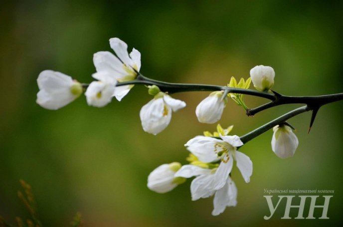 В Ужгороді розквітли дикі лимони – 08