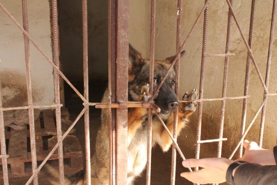 Вихованці Перечинської школи-інтернат відвідали кінологічний центр – 07