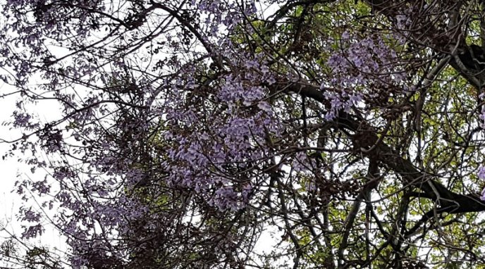 У Мукачеві розквітло Адамове дерево – 03