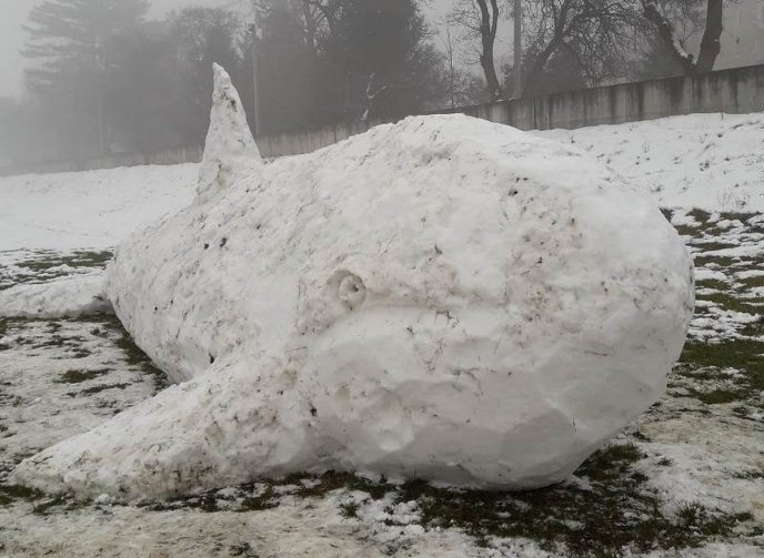 Сніжно-білий Мобі Дік: у Мукачеві невідомі зліпили величезну снігову скульптуру  – 01