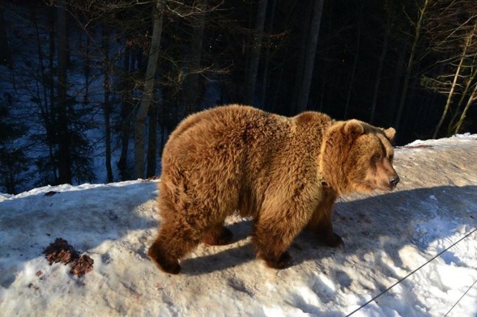 Соцмережі підкорюють фото ведмедів із Синевиру – 07 Соцмережі підкорюють фото ведмедів із Синевиру – 07