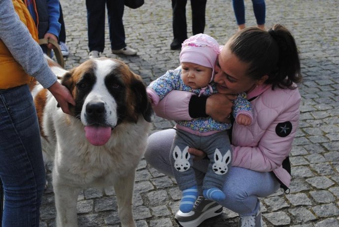 Пес на візку став одним із учасників маршу за права тварин в Ужгороді – 12