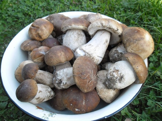 У лісах Закарпаття збирають щедрий грибний урожай – 01