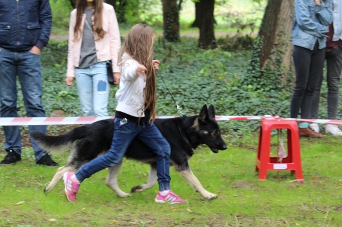 В Ужгород привезли понад 150 собак із різних областей України – 16