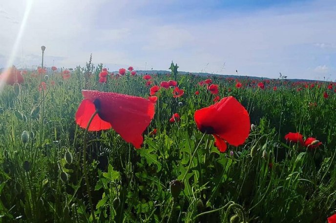У Мукачеві з’явилася неймовірна локація для фото – 01 У Мукачеві з’явилася неймовірна локація для фото – 01