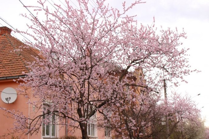 Цвітіння дерев у Мукачеві: краса у центрі міста – 11