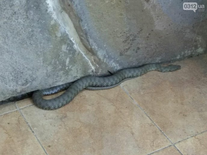 В Ужгороді у приватний будинок заповзла змія – 01