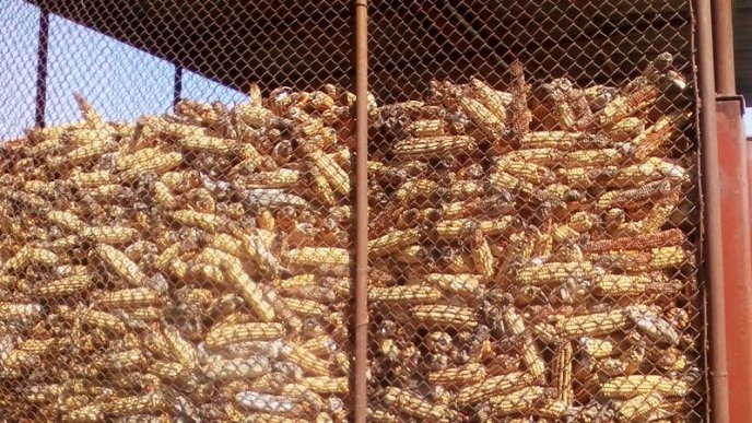 Спочатку тварин присипили, потім скинули у скотомогильник, далі спалили: як на Мукачівщині свиней утилізовують – 07