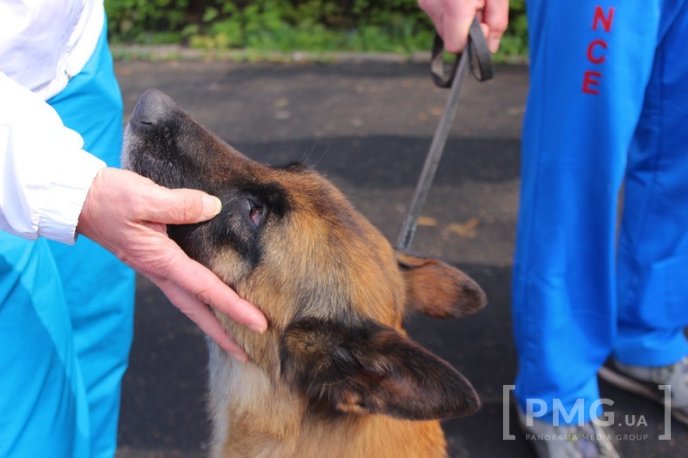 Збірна Франції перемогла на чемпіонаті світу зі слідової роботи службових собак – 25