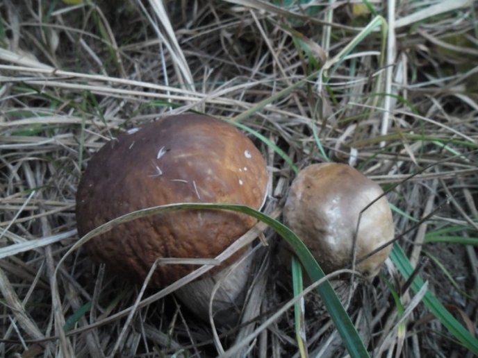 Знайшли 35 кг: закарпатці хизуються грибним врожаєм – 13