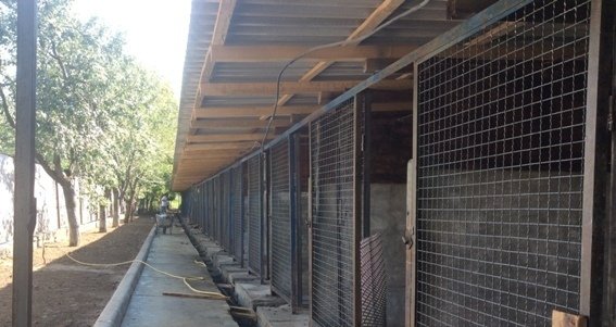 У Мукачеві відбудеться чемпіонат України серед кінологів – 05