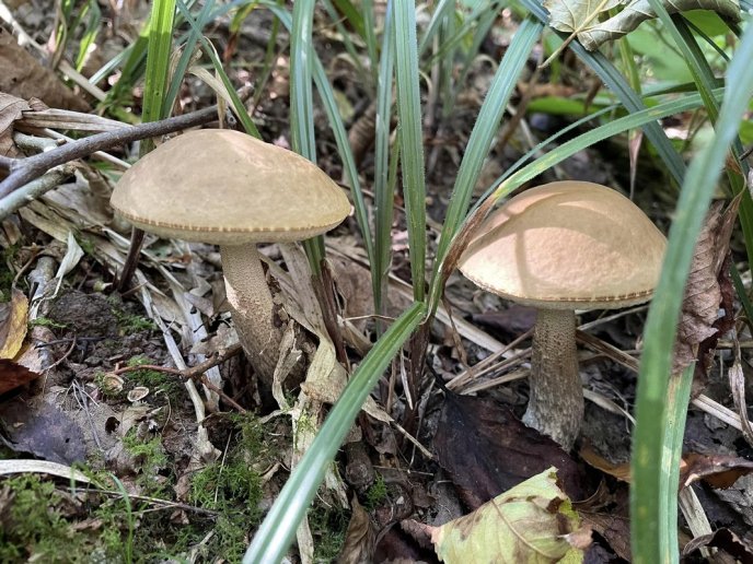 У лісах Закарпаття триває грибний сезон – 03