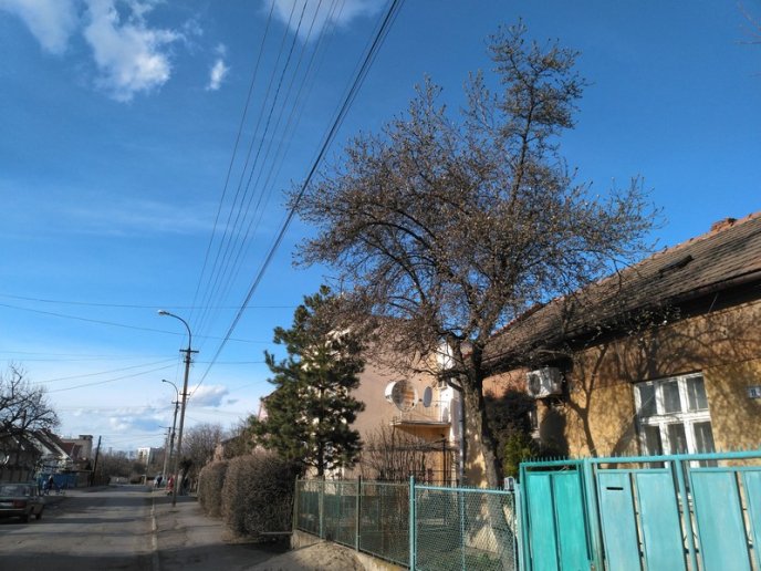 В Ужгороді почала квітнути магнолія – 01