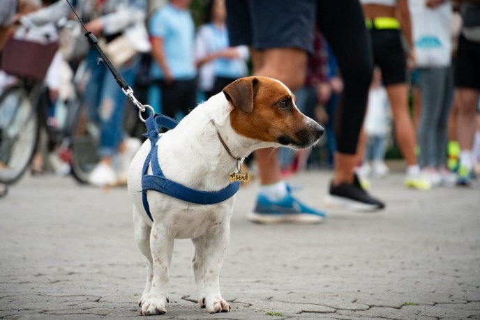 В Ужгороді відбувся благодійний забіг на підтримку ЗСУ – 07