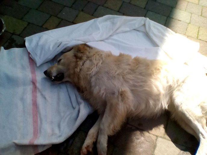 Ветеринар встиг врятувати лише одну тварину, – Єрміла Кость про масове отруєння собак у Мукачеві – 02 Ветеринар встиг врятувати лише одну тварину, – Єрміла Кость про масове отруєння собак у Мукачеві – 02