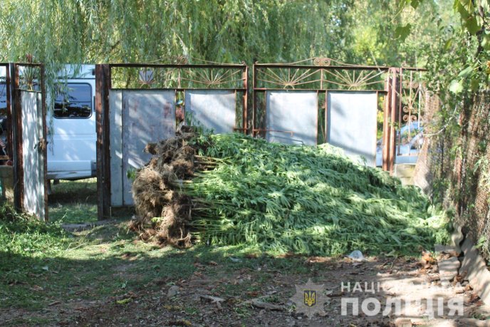 На Мукачівщині виявлено наркоплантацію марихуани на більше як 10 мільйонів гривень – 03