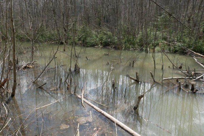 На Рахівщині помітили рідкісних тварин – 02