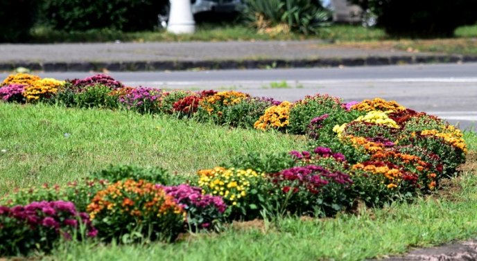 В Ужгороді висаджують перші осінні квіти – 03 В Ужгороді висаджують перші осінні квіти – 03