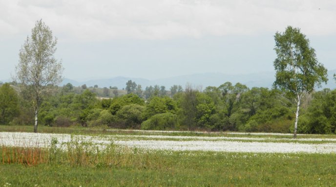 Закарпатська Долина нарцисів вразила туристів зі США – 02