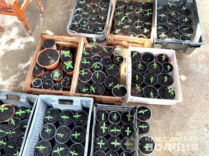 28-річний чоловік вирощував вдома коноплю – 02