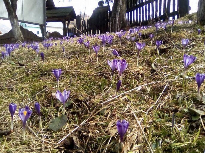 У мальовничій Колочаві почали масово квітнути крокуси – 03