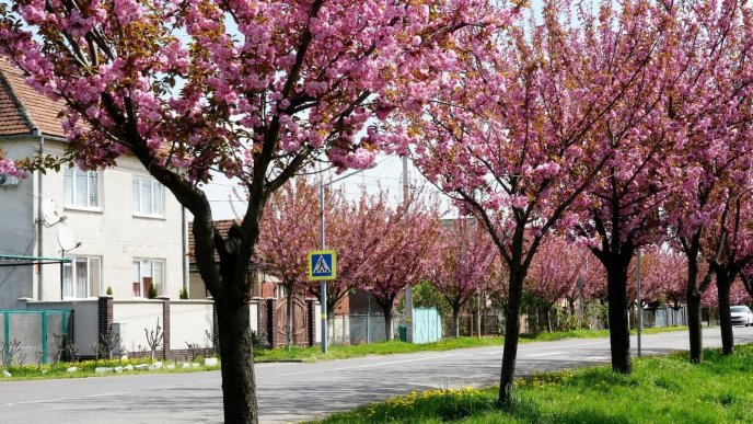 Мукачево вкрилося рожевим цвітом: найдовша алея сакур дивує громадян – 03 Мукачево вкрилося рожевим цвітом: найдовша алея сакур дивує громадян – 03