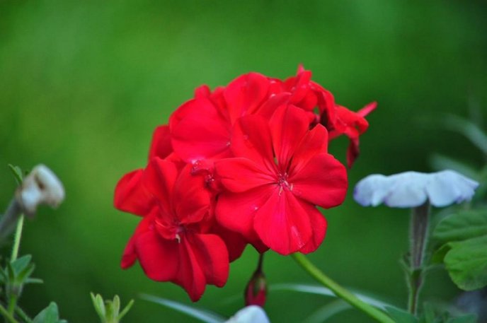 На площах Ужгорода висадили 1500 кущів хризантем – 10