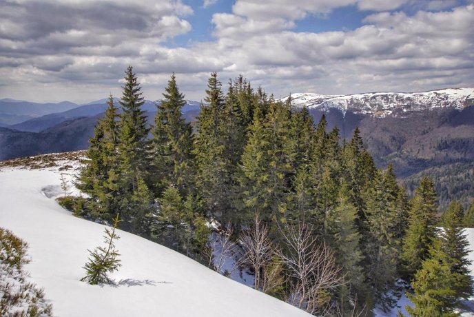 В мережі опублікували фото засніжених крокусів – 08 В мережі опублікували фото засніжених крокусів – 08