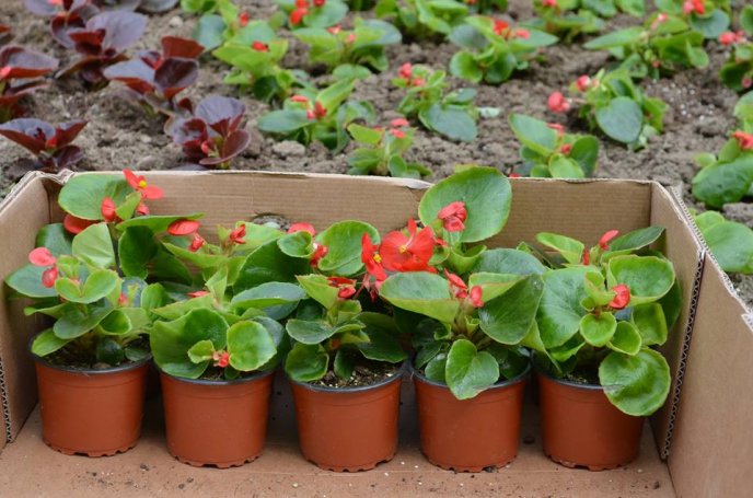 У центрі Мукачева висаджують квіткові клумби – 01 У центрі Мукачева висаджують квіткові клумби – 01