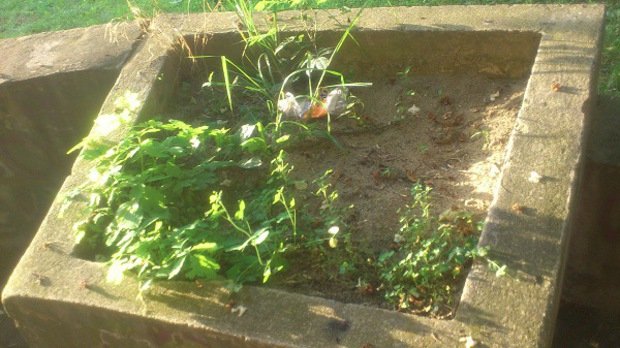 Колись доглянутий парк імені Масарика в Ужгороді занепадає – 05