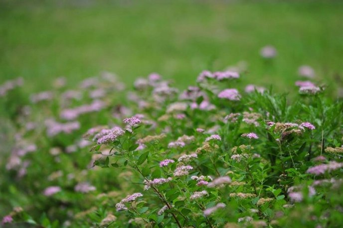 Ужгород буяє квітковим різнобарв’ям – 05