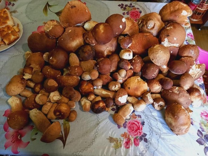 Грибний бум на Закарпатті: де зараз збирають найбільше грибів – 03