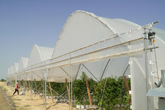 «Солодка» релокація: як на Закарпатті діє сучасна ягідна плантація – 08 «Солодка» релокація: як на Закарпатті діє сучасна ягідна плантація – 08