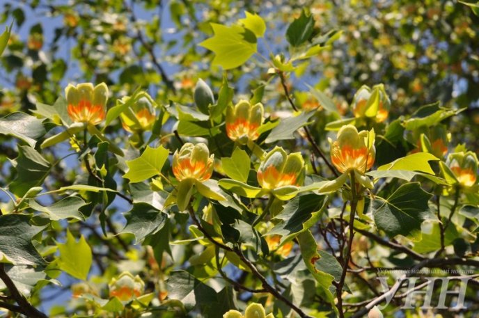 В Ужгороді зацвіло тюльпанове дерево – 05