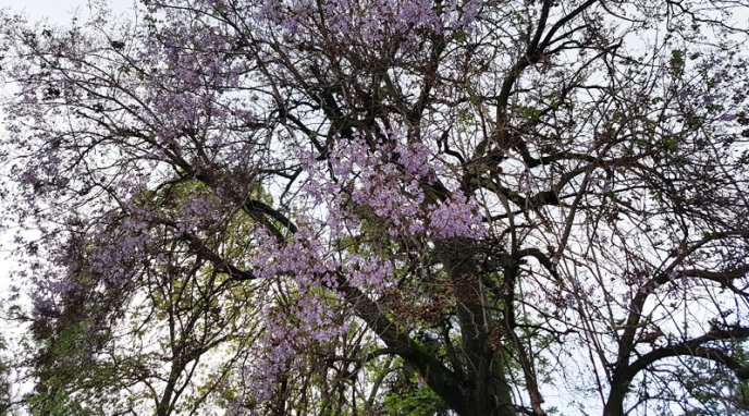 У Мукачеві розквітло Адамове дерево – 02