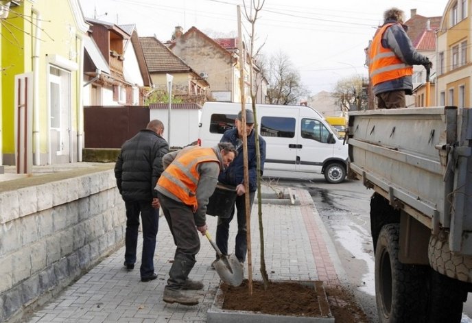 На одній з вулиць Ужгорода посадили дерева – 04