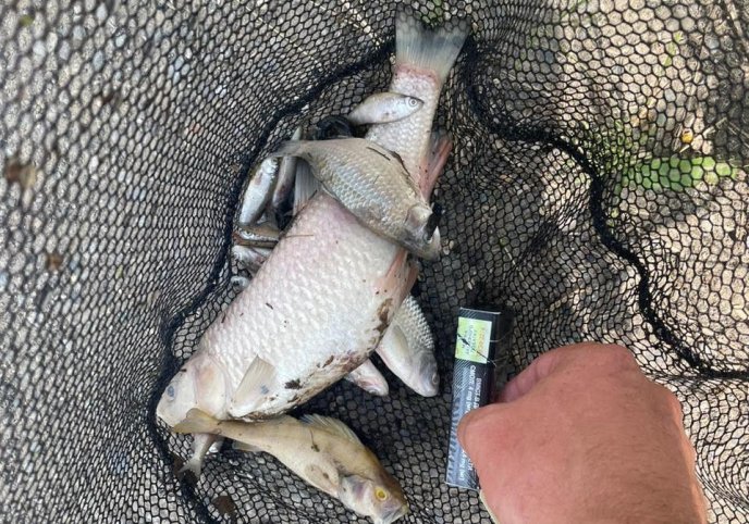 У річці на Мукачівщині екологічна інспекція виявила масову загибель риби – 01