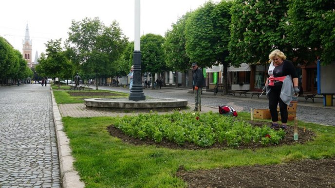 Бегонії, петунії, пеларгонії: у центрі Мукачева облаштували квітучі клумби – 03 Бегонії, петунії, пеларгонії: у центрі Мукачева облаштували квітучі клумби – 03