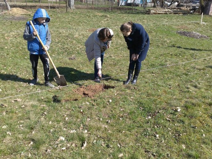 У Калинах та Кривому на Тячівщині саджали горіхи – 06