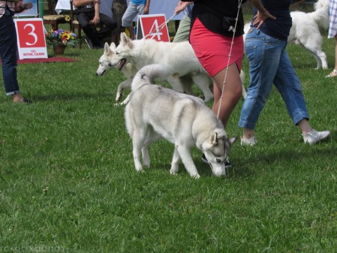 В селищі Чинадієво стартувала Всеукраїнська виставка собак усіх порід "Munkachi – 2016" – 07