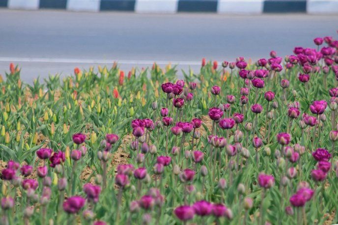 В Ужгороді розцвітають тюльпани – 02