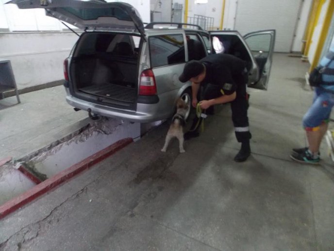 Білка допомогла прикордонникам виявити контрабанду – 03