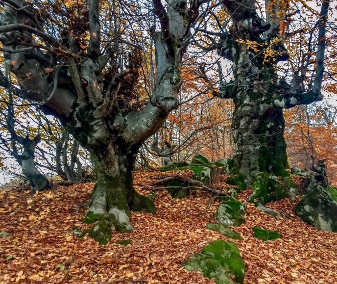 Містика? На місці із дивними деревами та камінням виявили вбиту і підвішену на ланцюг сову – 01